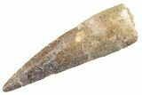 Fossil Spinosaurus Tooth - Real Dinosaur Tooth #360187-1